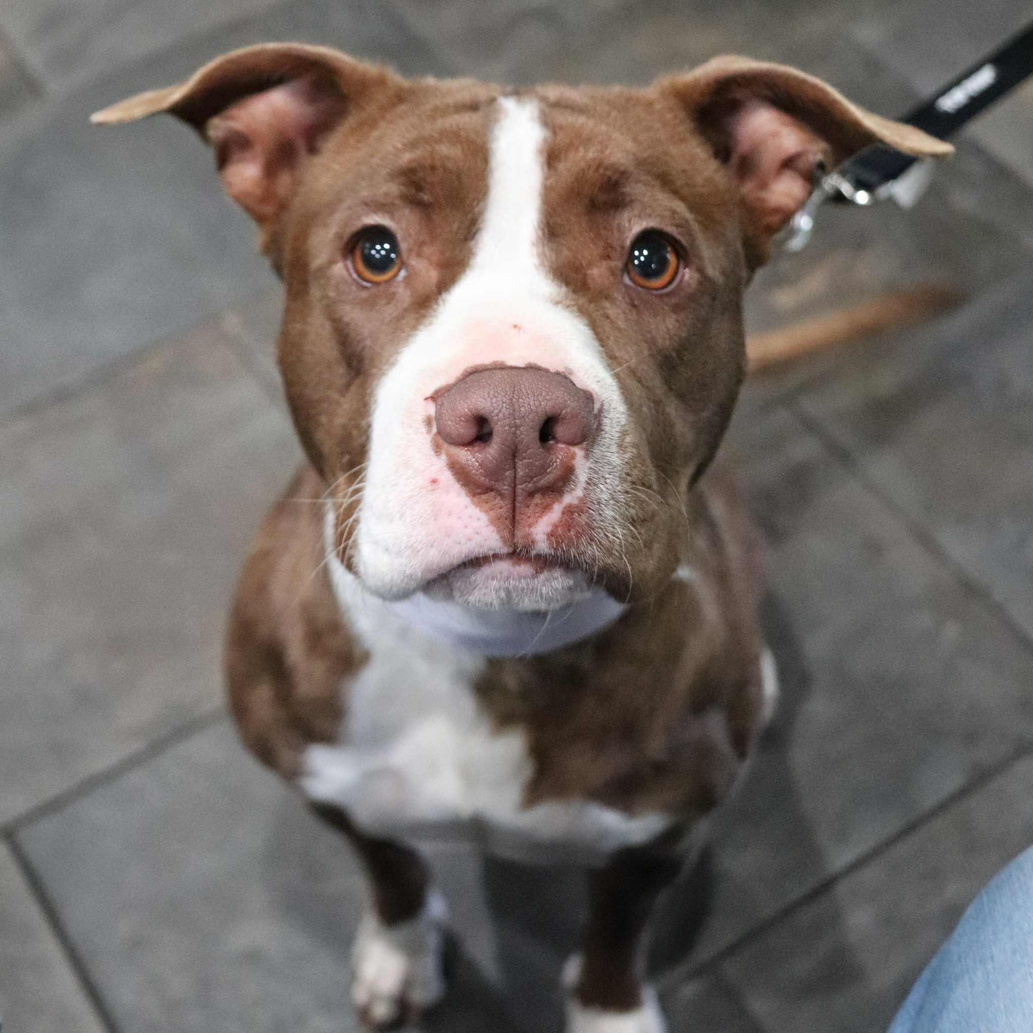 Precious #10308, Adult Female Pit Bull Terrier