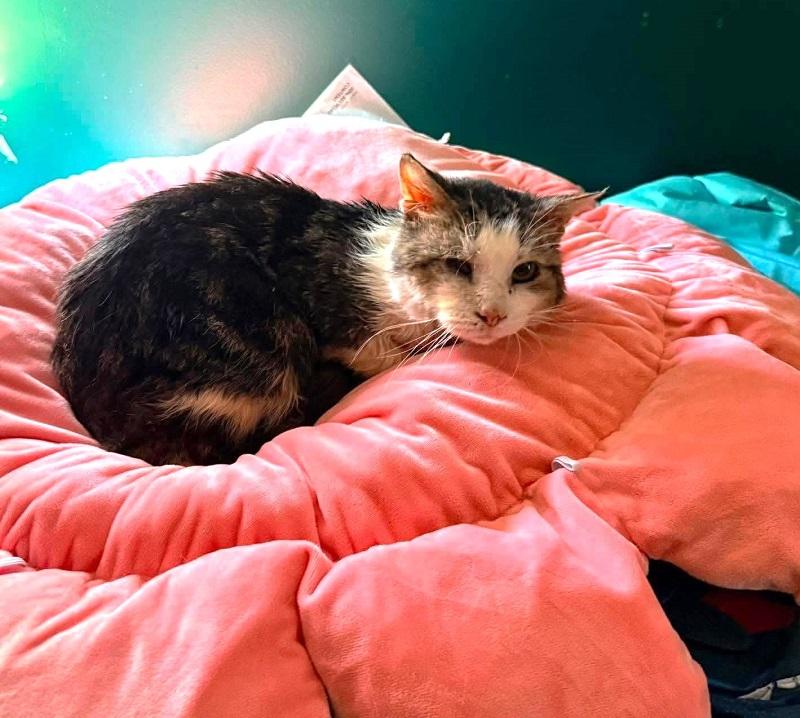 Enlarge BB, a Adoptable Domestic Short Hair in Pegram, TN image 1/3