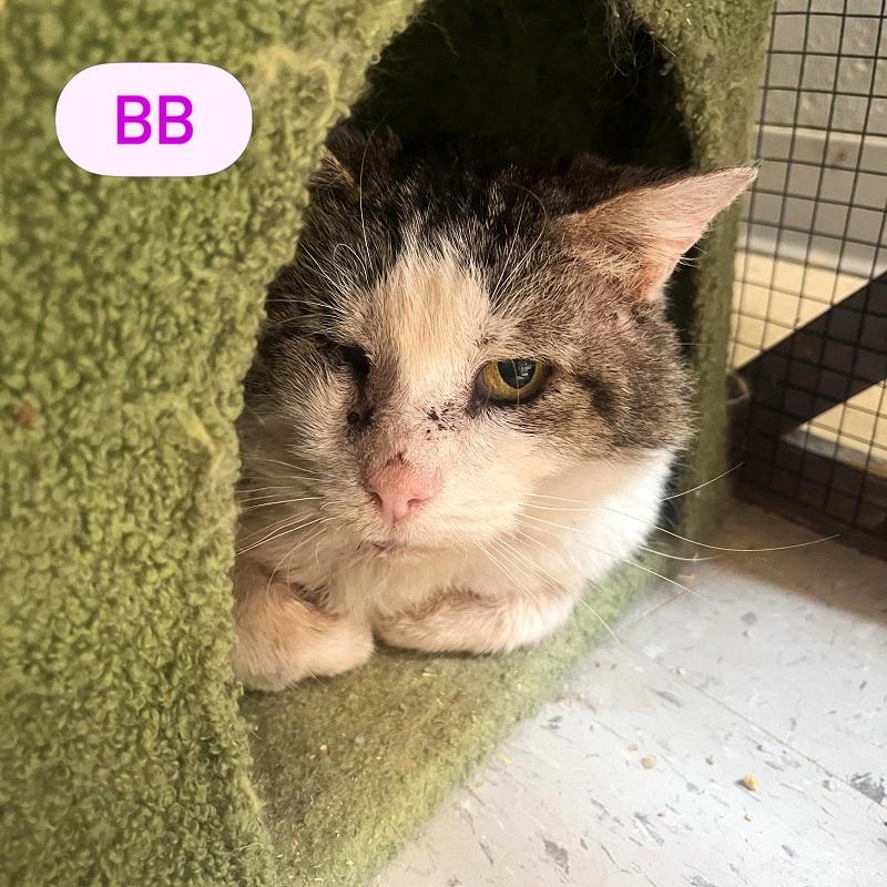 Enlarge BB, a Adoptable Domestic Short Hair in Pegram, TN image 1/1