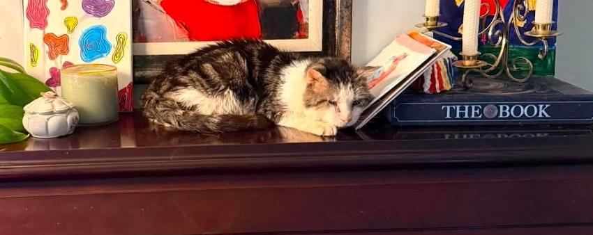 Enlarge BB, a Adoptable Domestic Short Hair in Pegram, TN image 2/3
