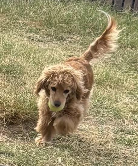 Enlarge Lady, a ADOPTABLE mixed breed in Phoenix, AZ image 2/2