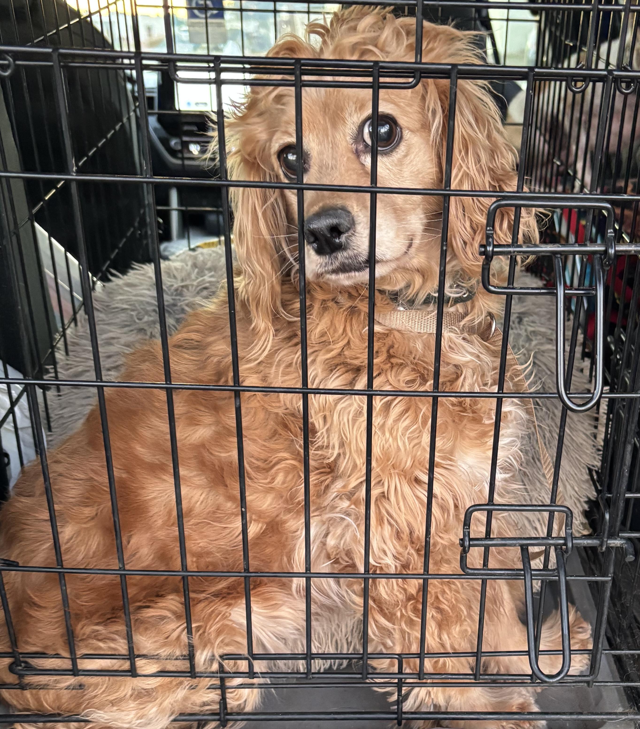 Enlarge Lady, a ADOPTABLE Cocker Spaniel in Phoenix, AZ image 1/1