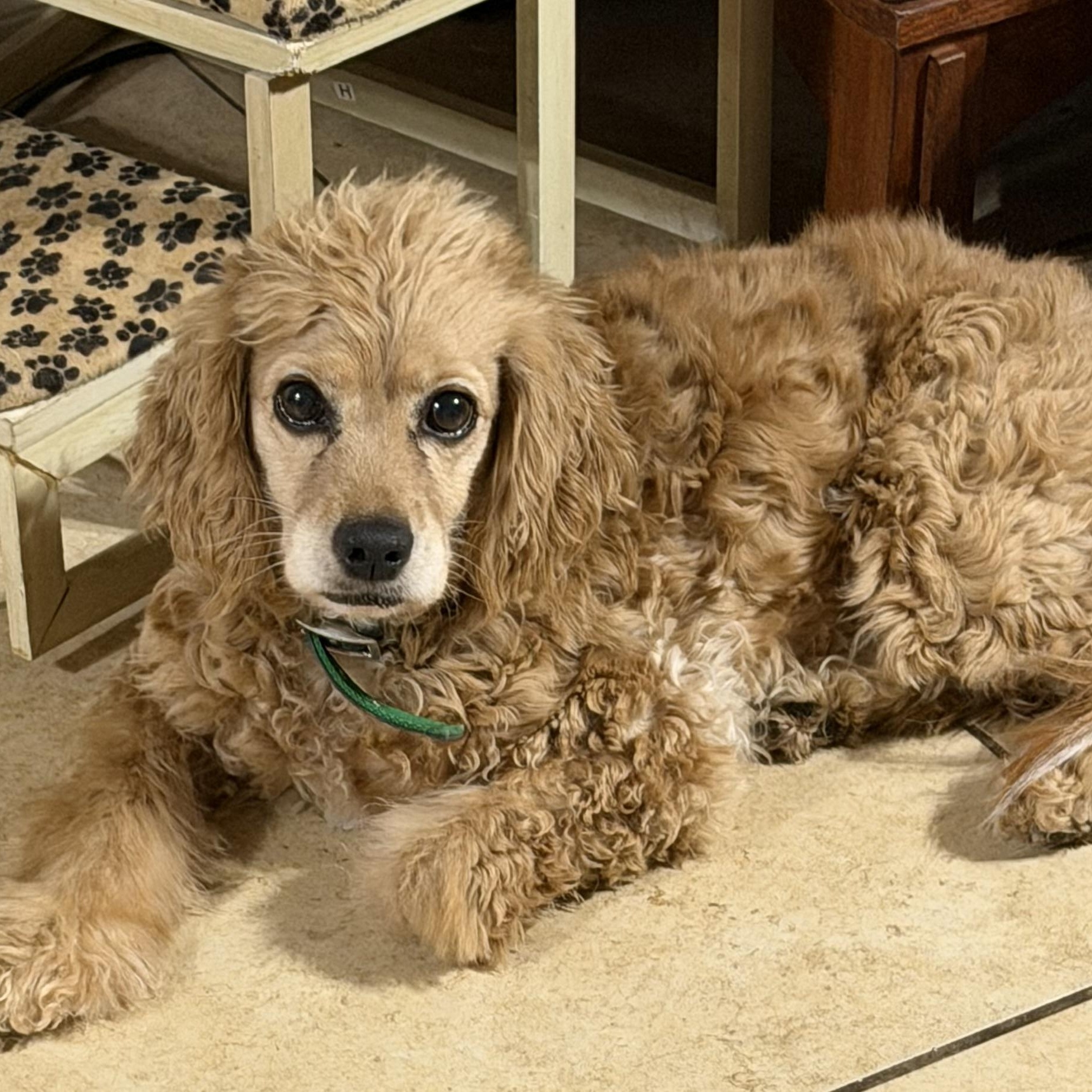 Enlarge Lady, a ADOPTABLE mixed breed in Phoenix, AZ image 1/2