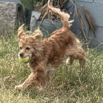 Enlarge Lady, a ADOPTABLE mixed breed in Phoenix, AZ image 2/2