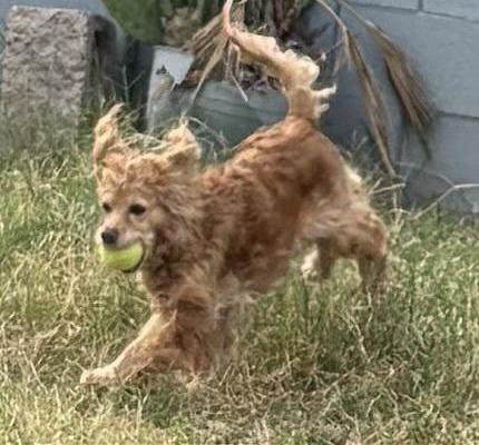 Lady, ADOPTABLE, Adult Female Cocker Spaniel.