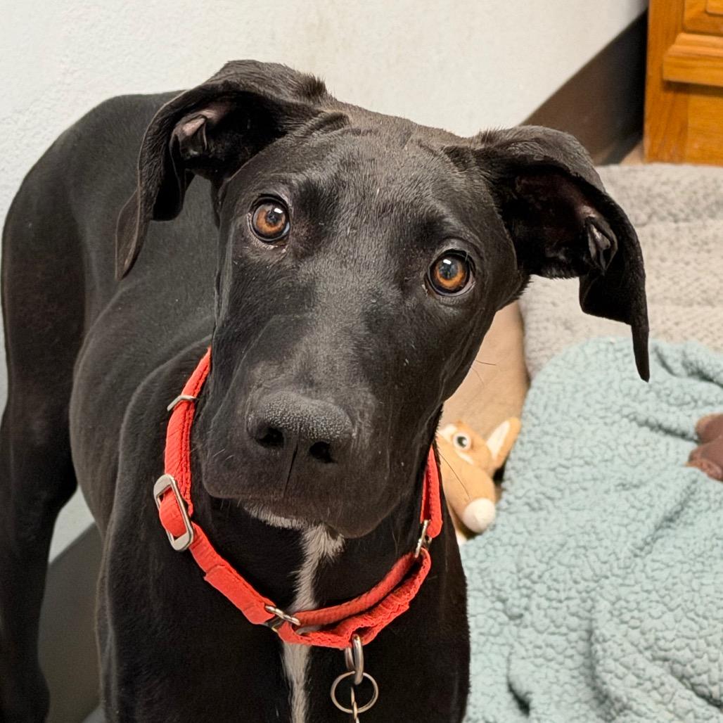 Gru, Adoptable, Young Male Great Dane & Mixed Breed.