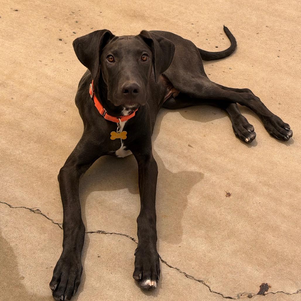 Enlarge Gru, a Adoptable mixed breed in Durango, CO image 2/6