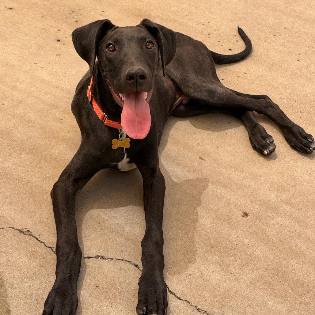 Enlarge Gru, a Adoptable mixed breed in Durango, CO image 3/6