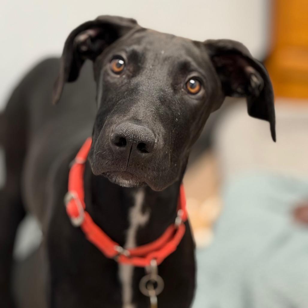 Enlarge Gru, a Adoptable mixed breed in Durango, CO image 4/6
