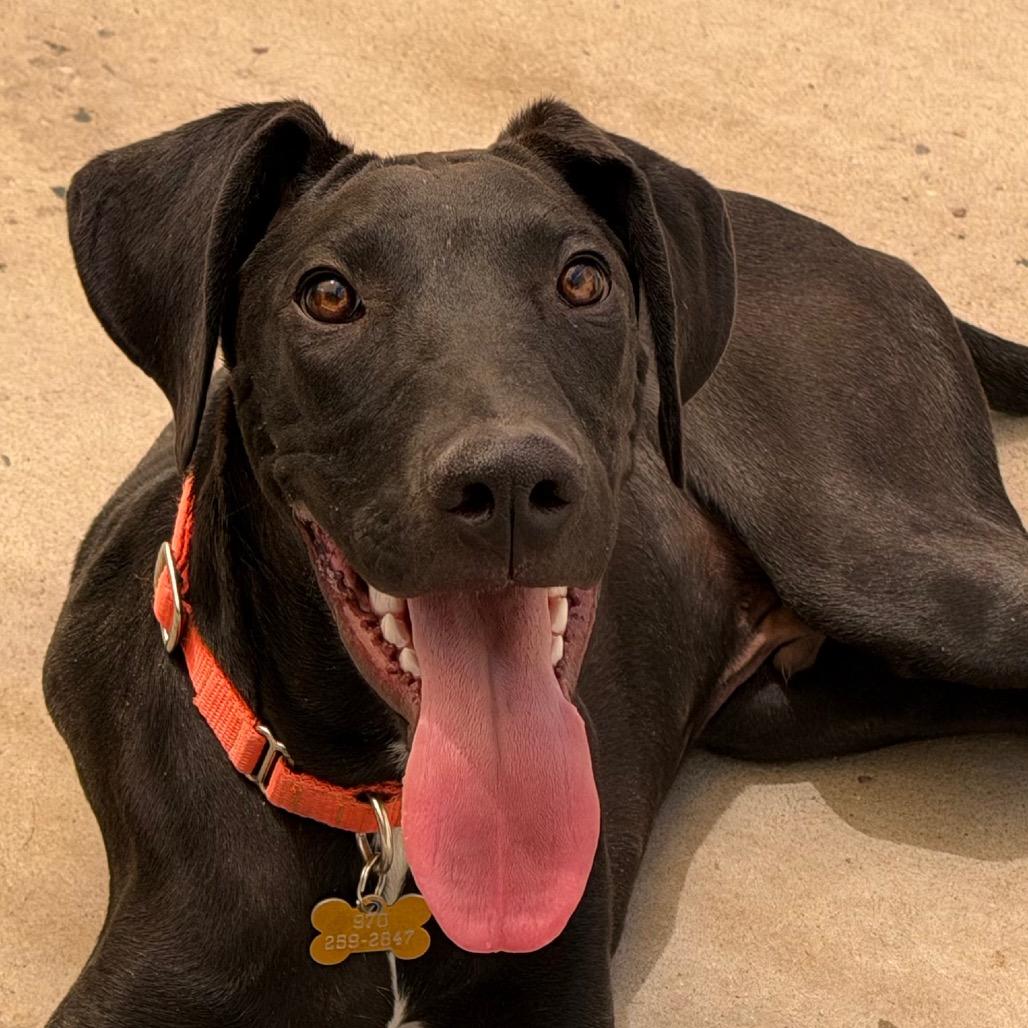 Enlarge Gru, a Adoptable mixed breed in Durango, CO image 5/6