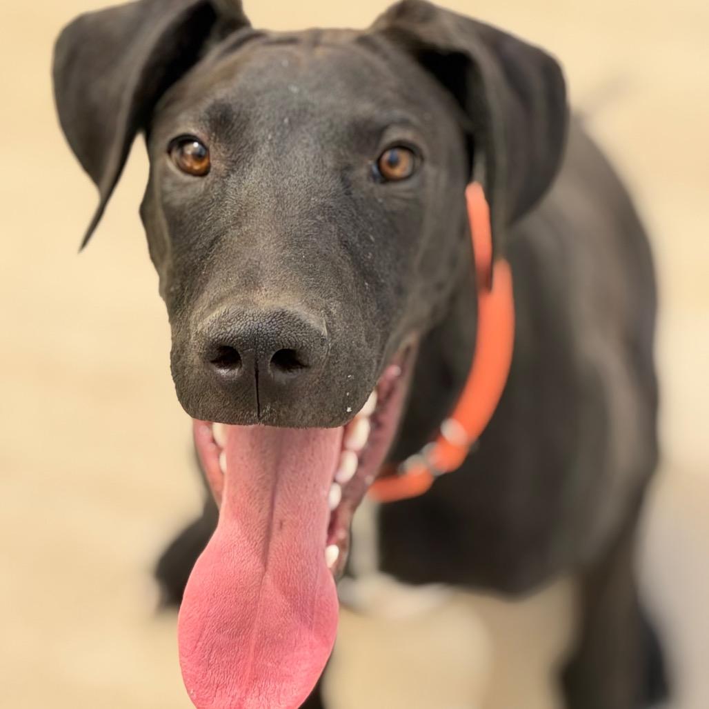 Enlarge Gru, a Adoptable mixed breed in Durango, CO image 6/6