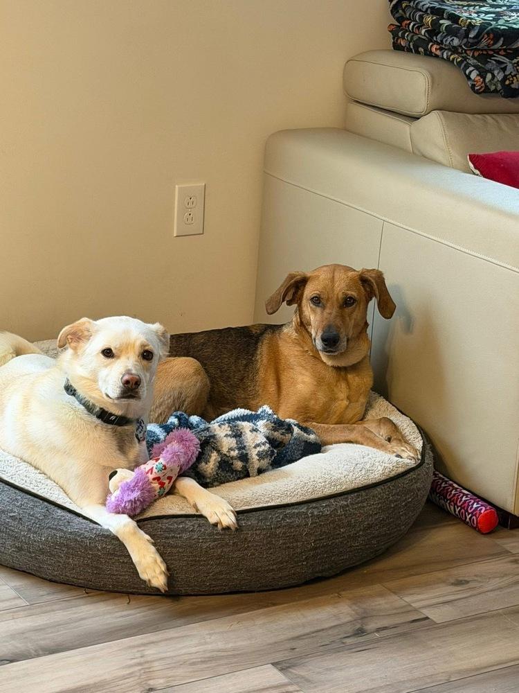 Enlarge Mildred, a Adoptable mixed breed in New Albany, OH image 3/6