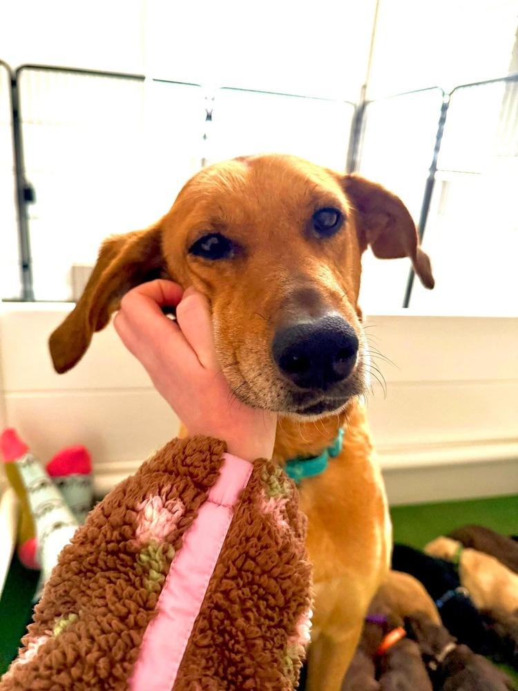 Enlarge Mildred, a Adoptable mixed breed in New Albany, OH image 4/6