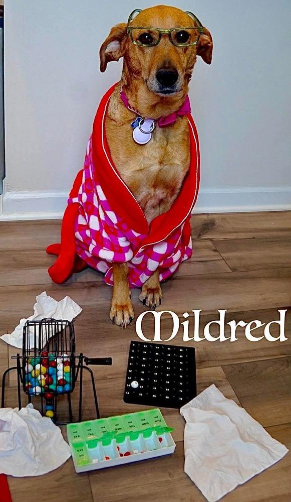 Enlarge Mildred, a Adoptable mixed breed in New Albany, OH image 5/6