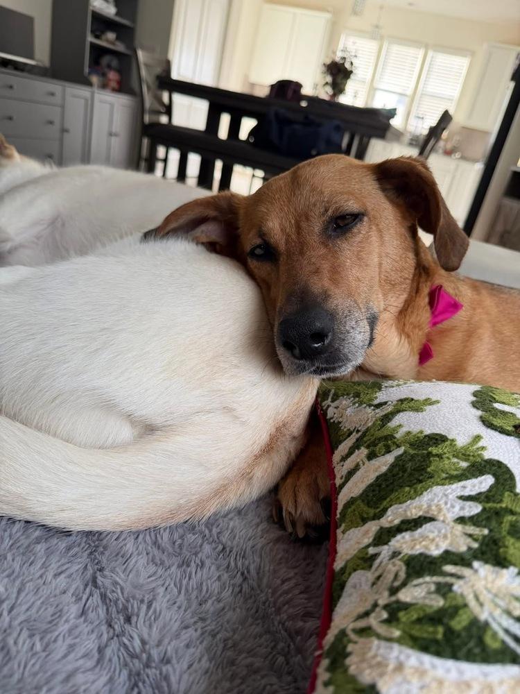 Enlarge Mildred, a Adoptable mixed breed in New Albany, OH image 6/6