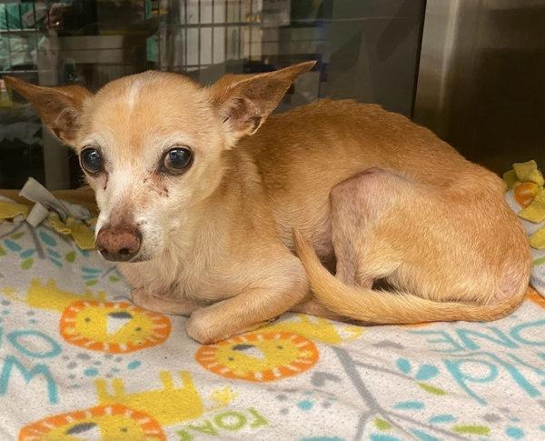 Enlarge Bobo, a Adoptable mixed breed in Austin, TX image 1/2