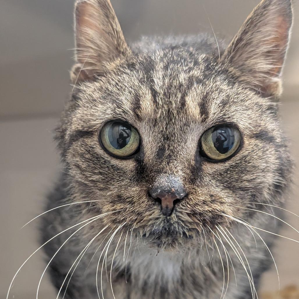 Gladys, Adoptable, Senior Female Domestic Short Hair.