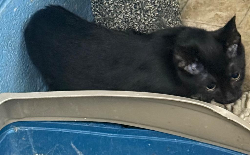 CC Drill Bit, Adoptable, Kitten Female Domestic Short Hair.