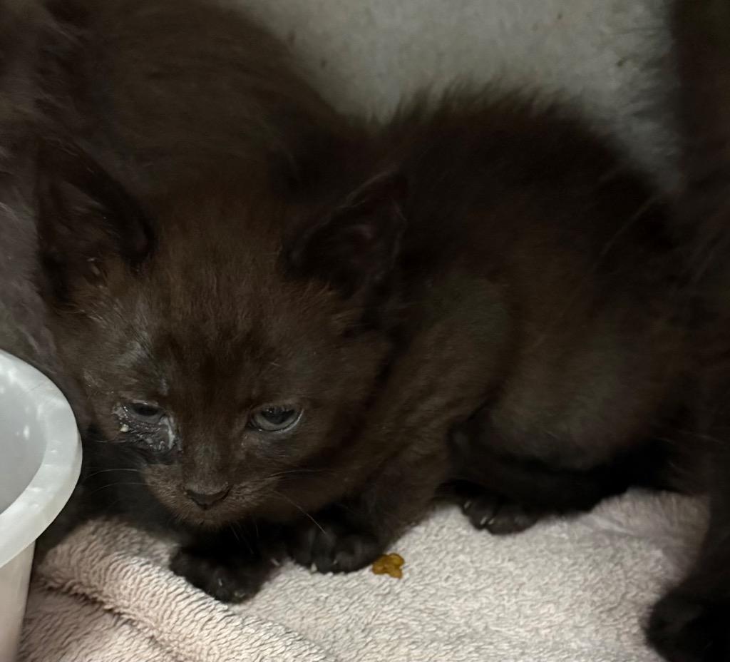 Enlarge CC Drill Bit, a Adoptable mixed breed in Greencastle, IN image 2/3