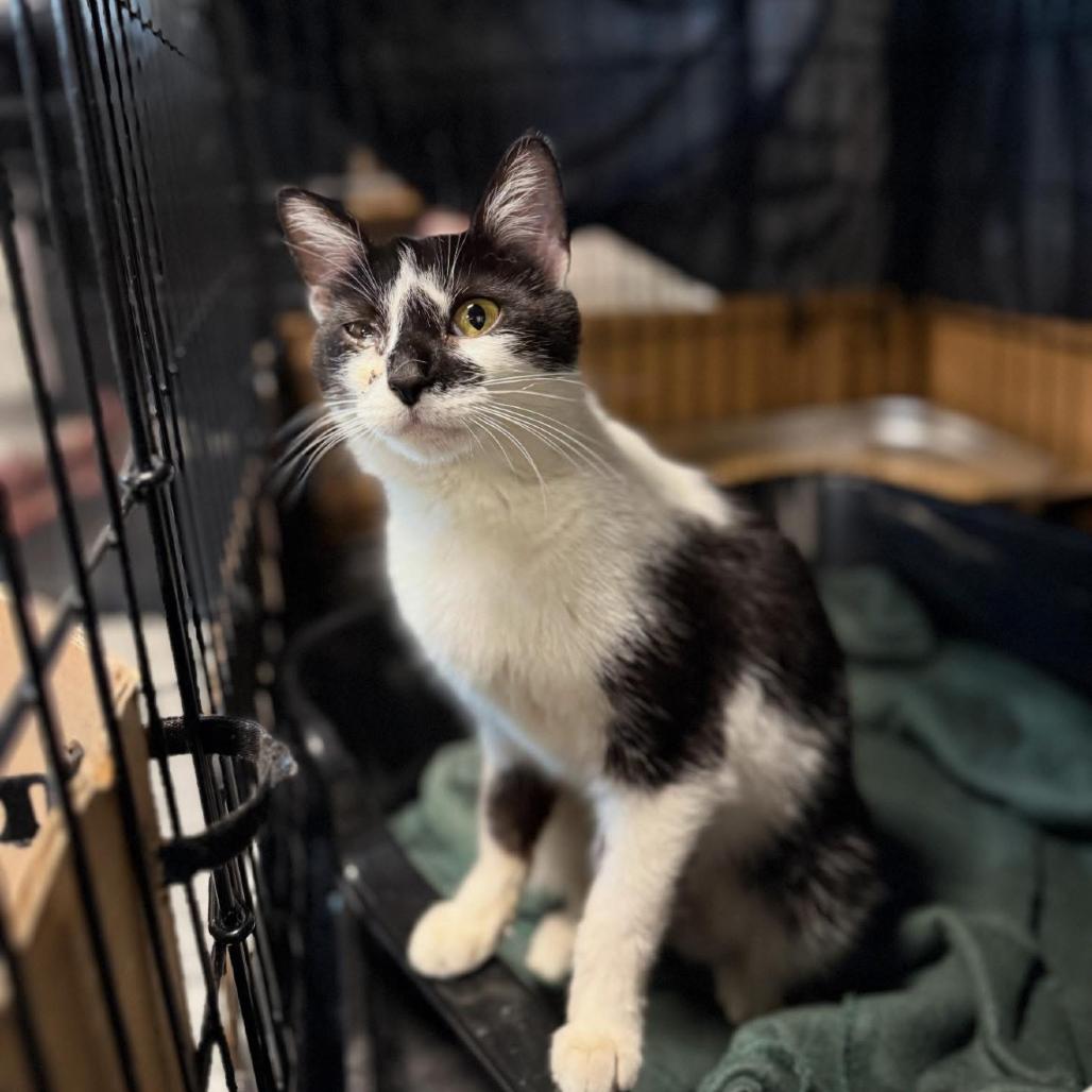 Enlarge Calliope, a Adoptable Domestic Short Hair in Cortland, OH image 2/3