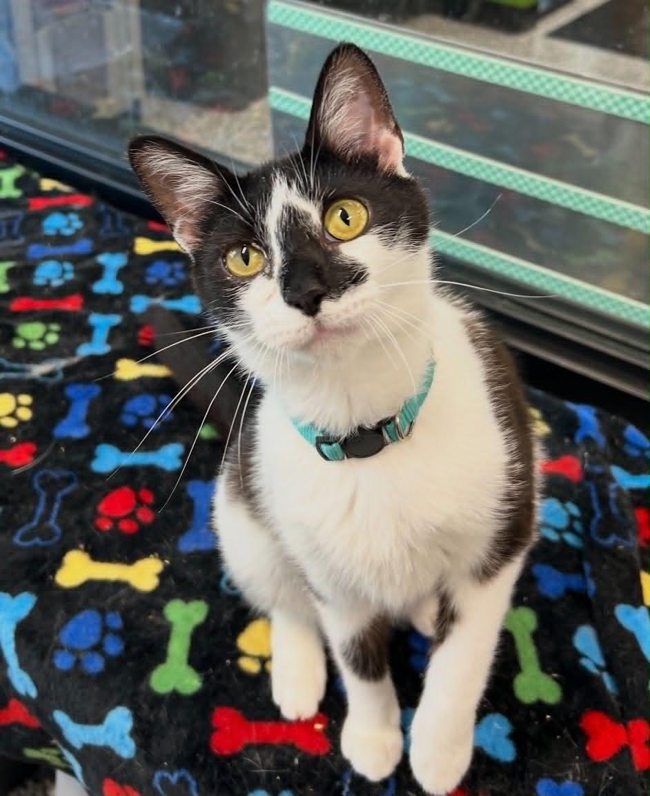 Enlarge Calliope, a Adoptable Domestic Short Hair in Cortland, OH image 3/3