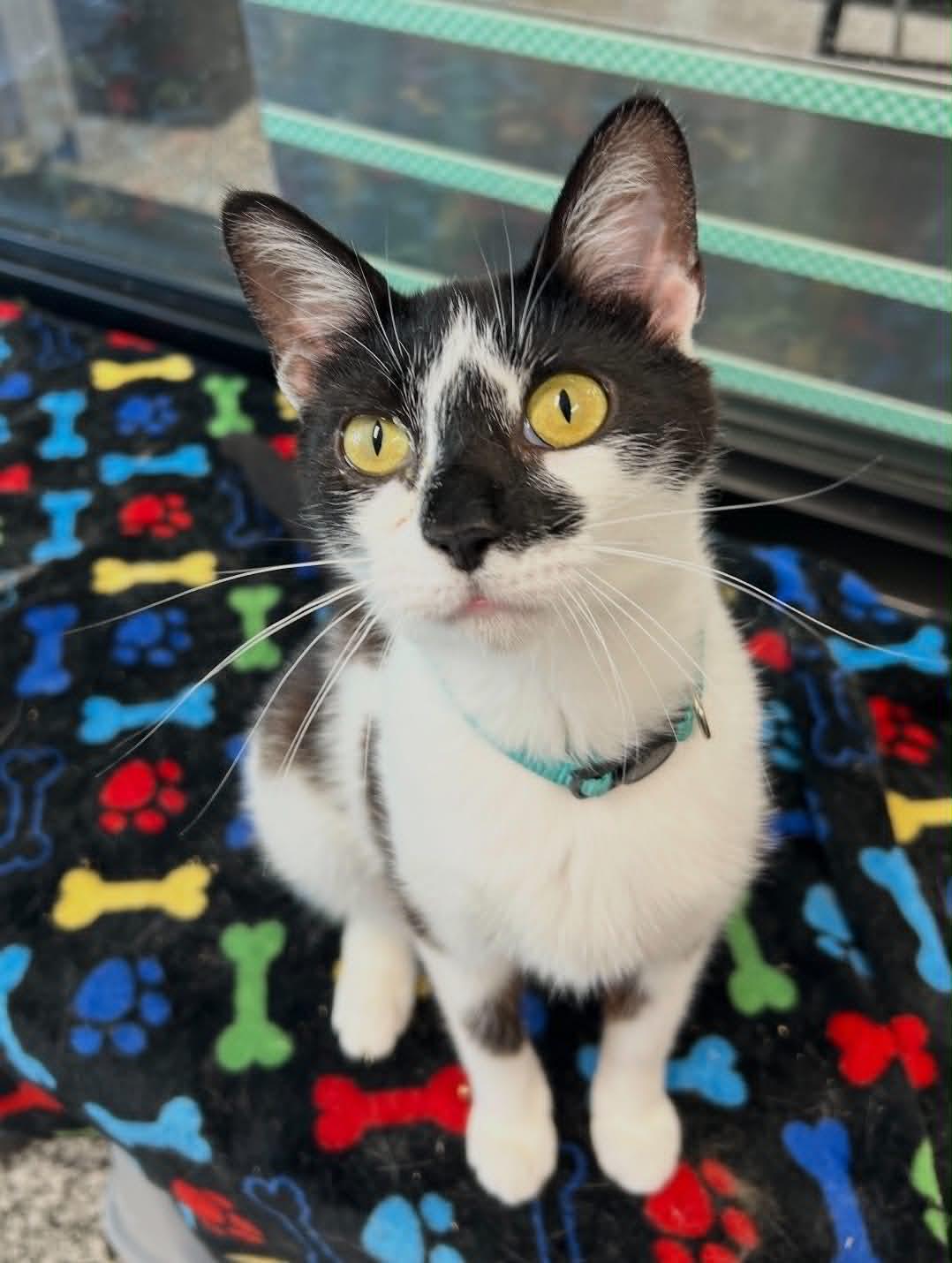Enlarge Calliope, a Adoptable Domestic Short Hair in Cortland, OH image 1/3