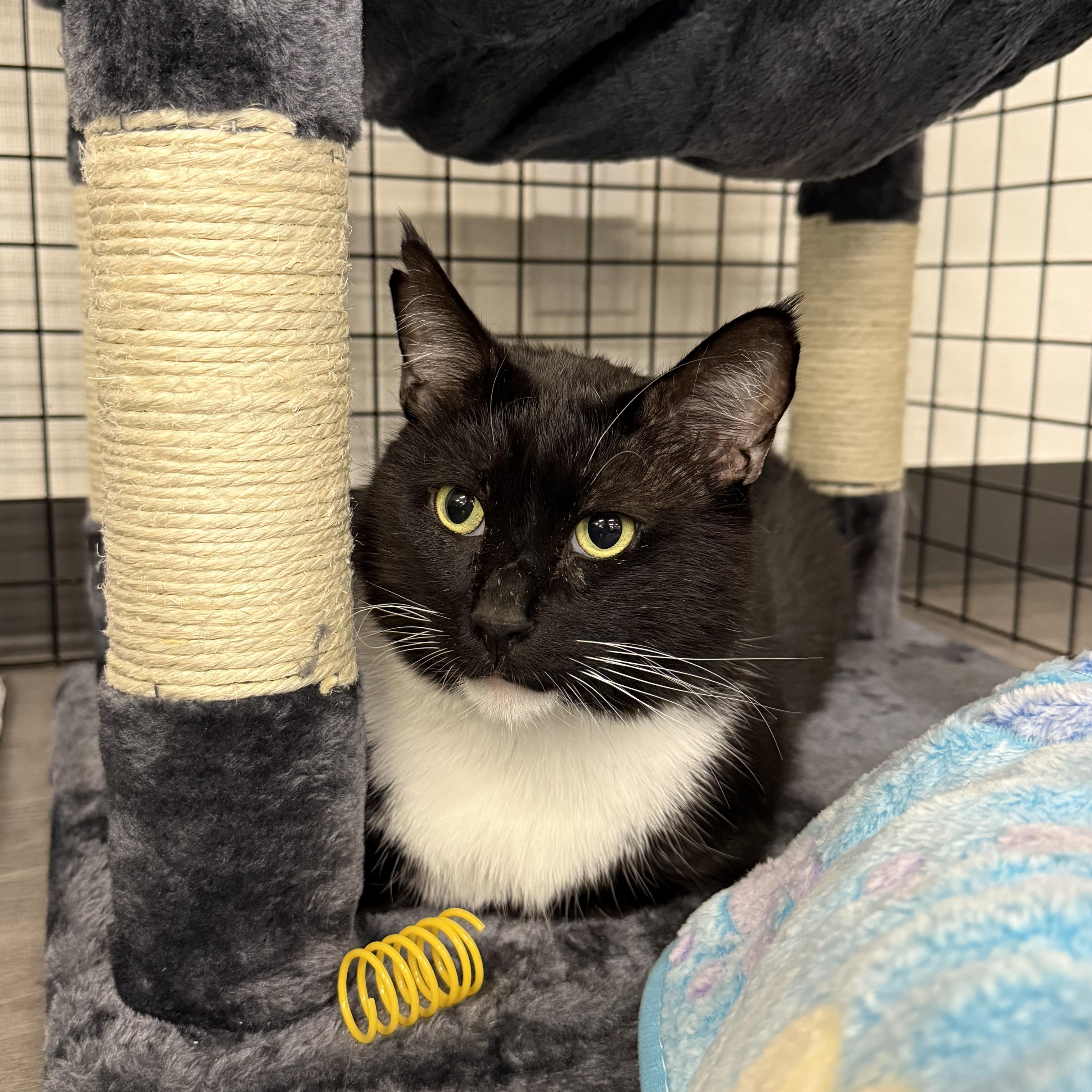 Jeremy Scoots, ADOPTABLE, Adult Male Domestic Short Hair.