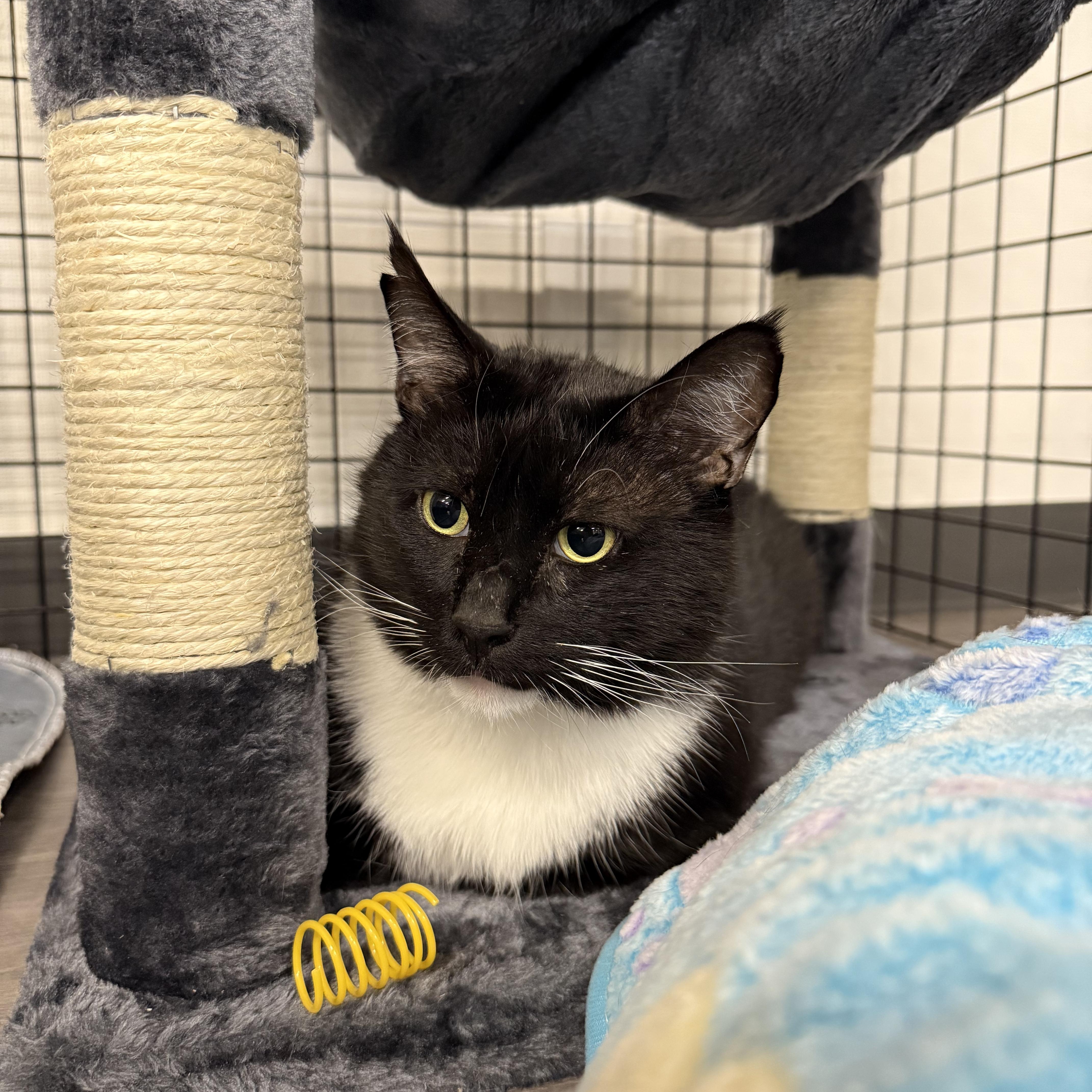 Jeremy Scoots, a ADOPTABLE Domestic Short Hair in Walnut Creek, CA image 3/3