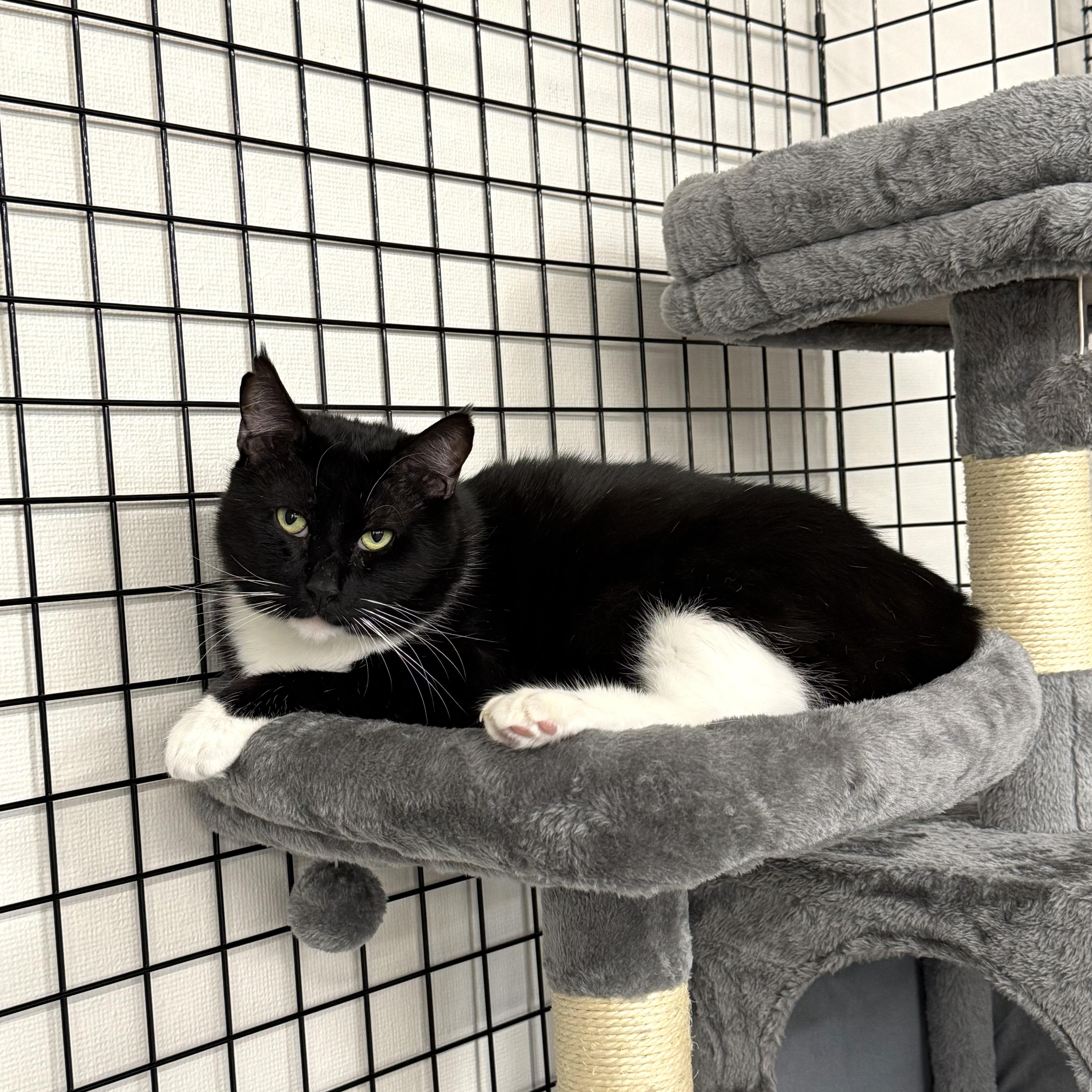 Jeremy Scoots, a ADOPTABLE Domestic Short Hair in Walnut Creek, CA image 2/3