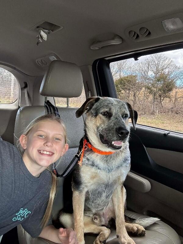 Stephen, Adoptable, Young Male Lancashire Heeler & Cattle Dog.