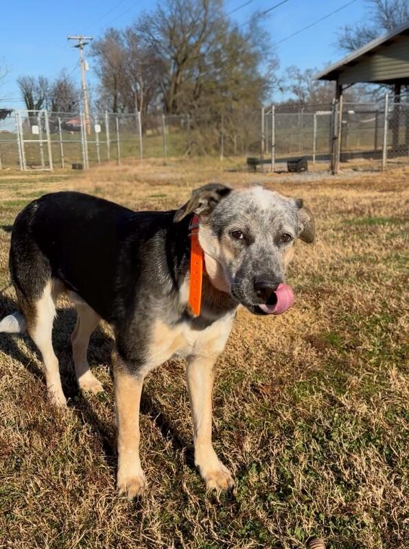 Stephen, a Adoptable mixed breed in Maryville, TN image 1/3