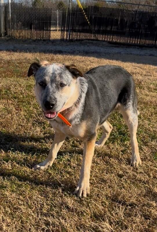 Stephen, a Adoptable mixed breed in Maryville, TN image 2/3