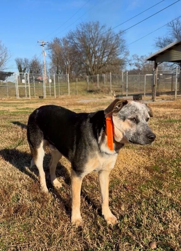 Stephen, a Adoptable mixed breed in Maryville, TN image 3/3
