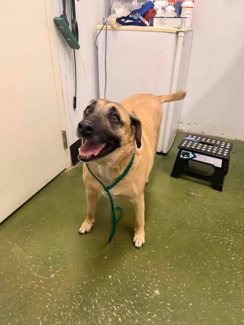 Peanut Butter, Adoptable, Adult Female German Shepherd Dog & Mixed Breed.