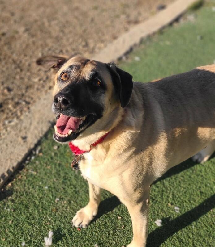 Peanut Butter, a Adoptable mixed breed in Fruit Heights, UT image 2/4