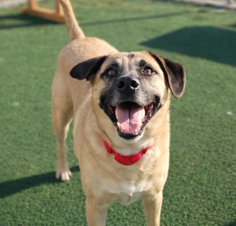 Peanut Butter, a Adoptable mixed breed in Fruit Heights, UT image 3/4