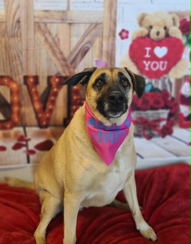 Peanut Butter, a Adoptable mixed breed in Fruit Heights, UT image 4/4