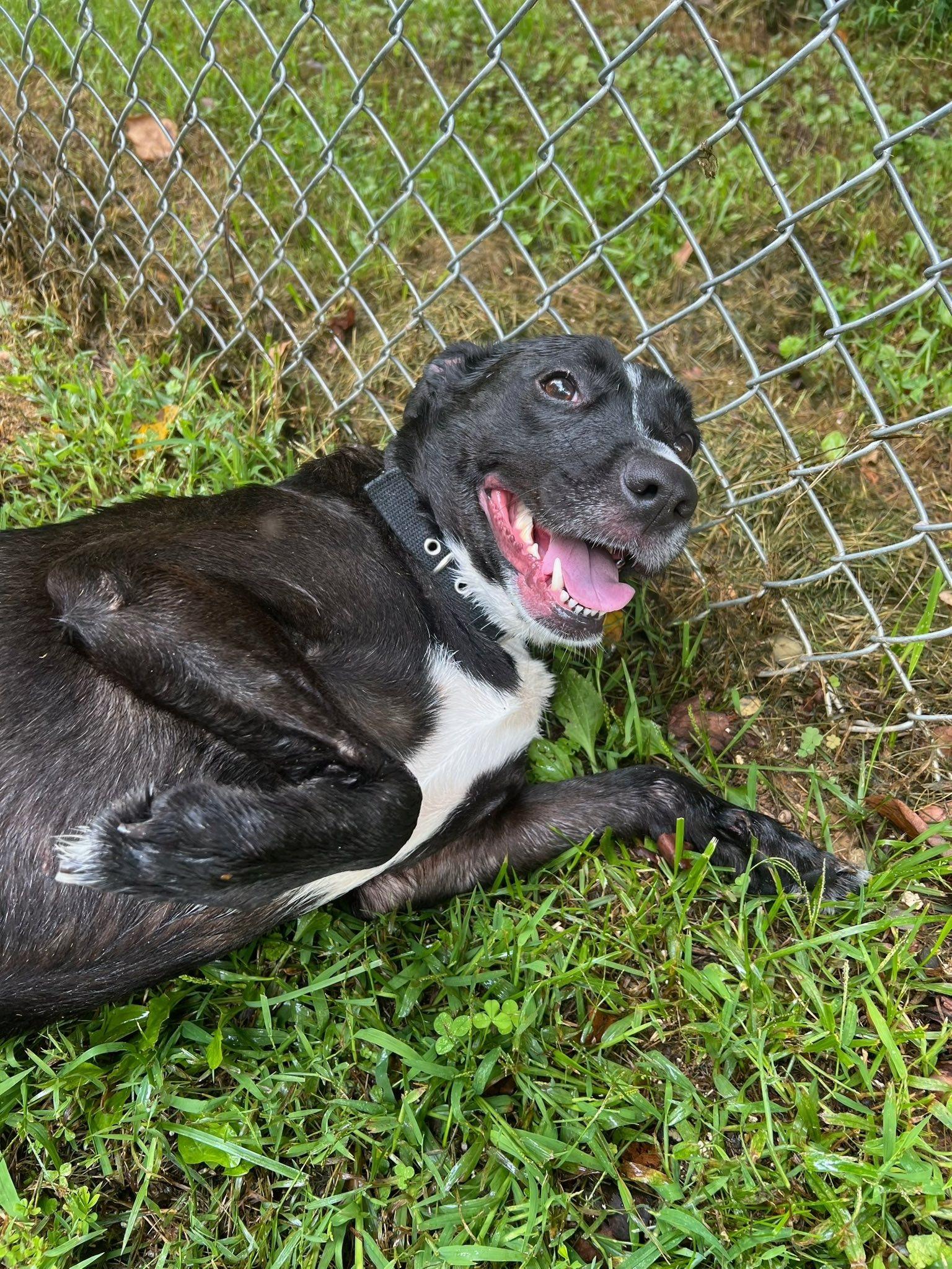 Harley, a Adoptable Mixed Breed in Pearisburg, VA image 1/2