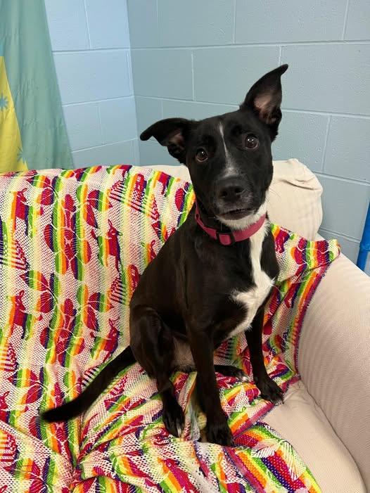 Harley, a Adoptable Mixed Breed in Pearisburg, VA image 2/2