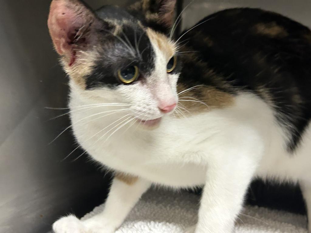 Enlarge Ophelia, a Adoptable mixed breed in Springfield, GA image 1/1