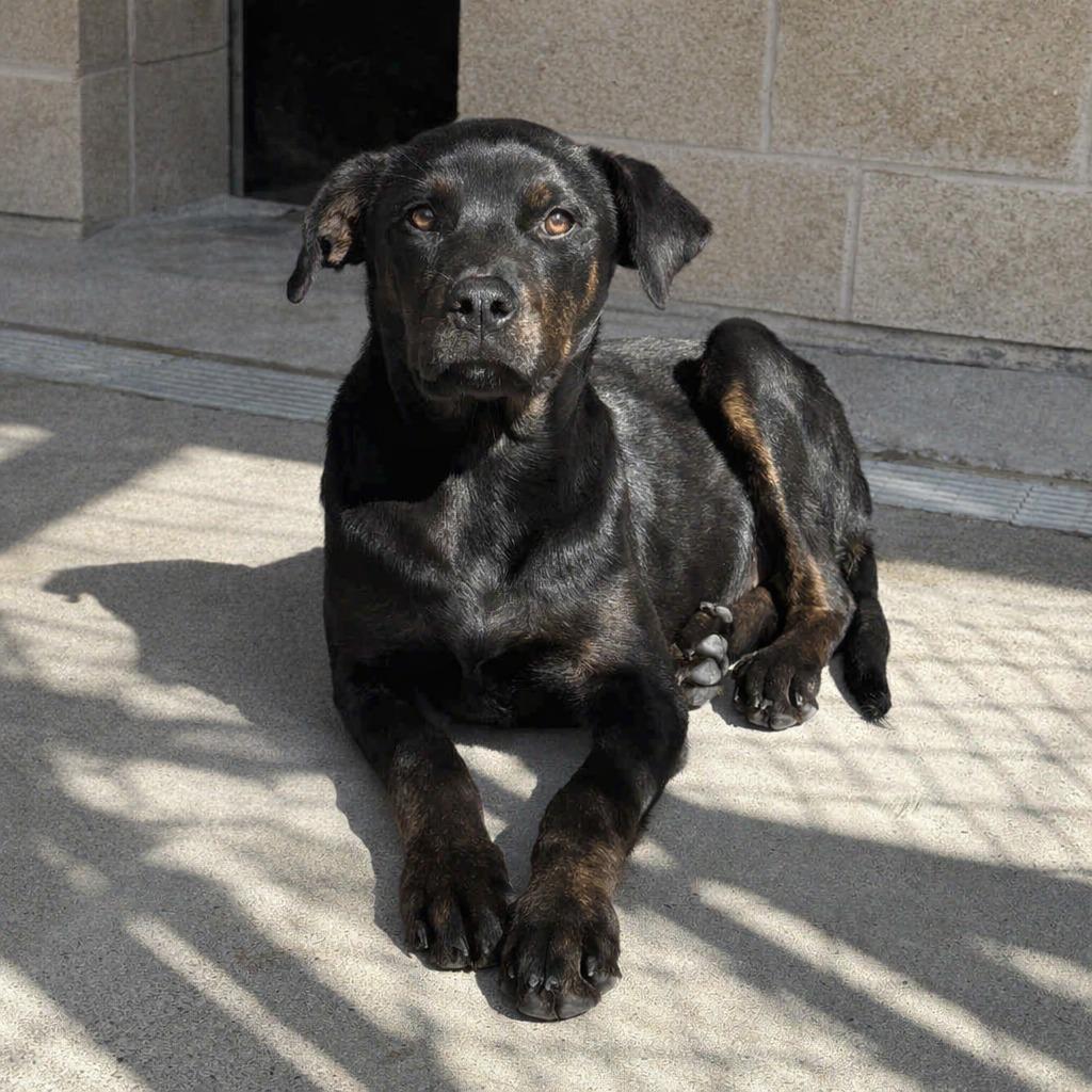 Connie, Adoptable, Puppy Female Labrador Retriever & Shepherd.