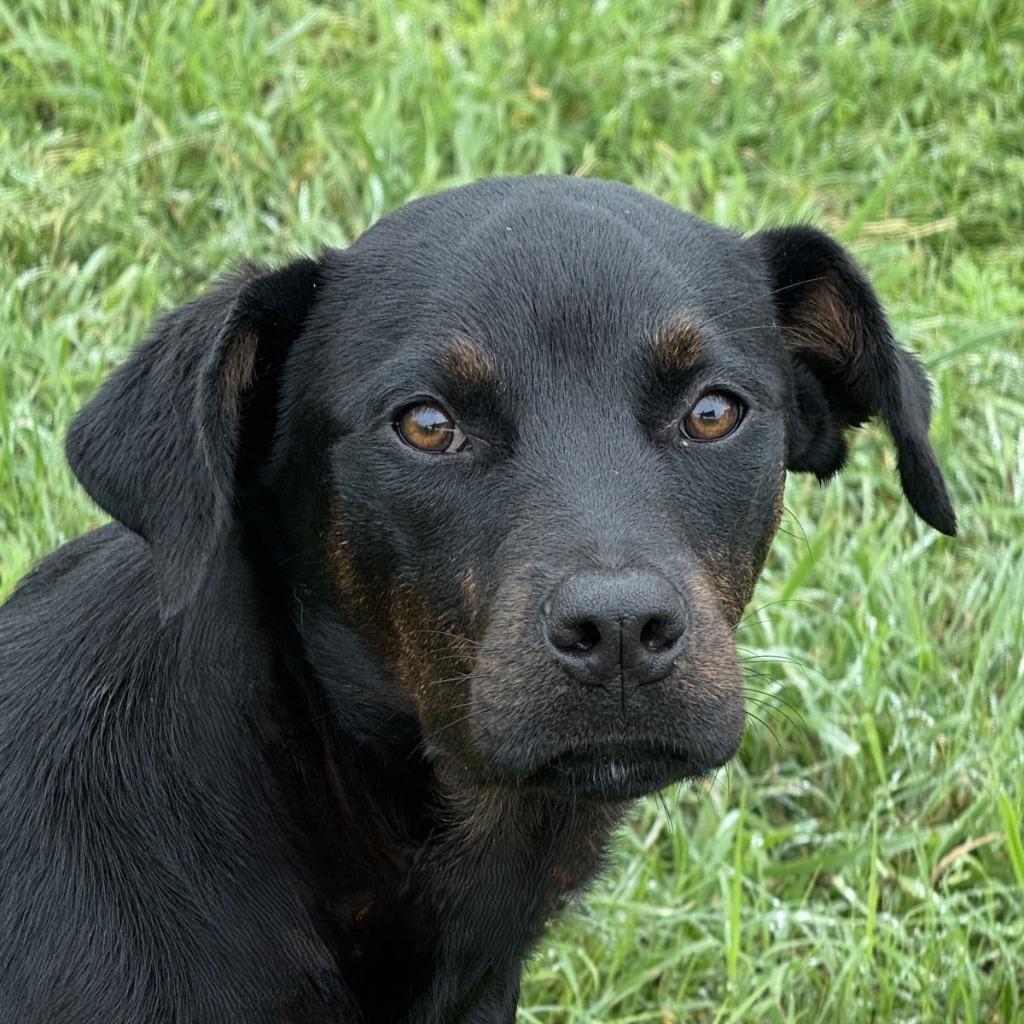 Connie, Adoptable, Puppy Female Labrador Retriever & Shepherd.