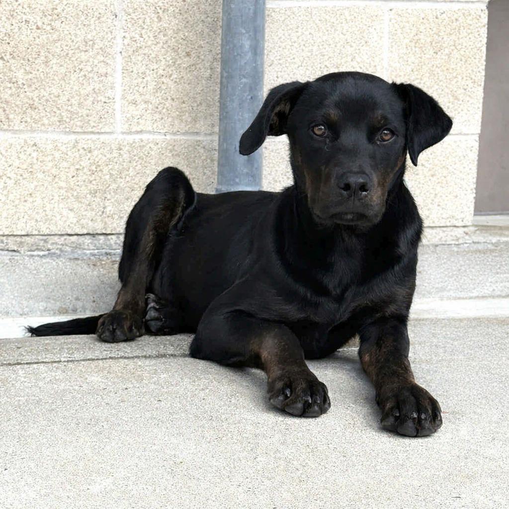 Enlarge Connie, a Adoptable mixed breed in Brenham, TX image 2/4