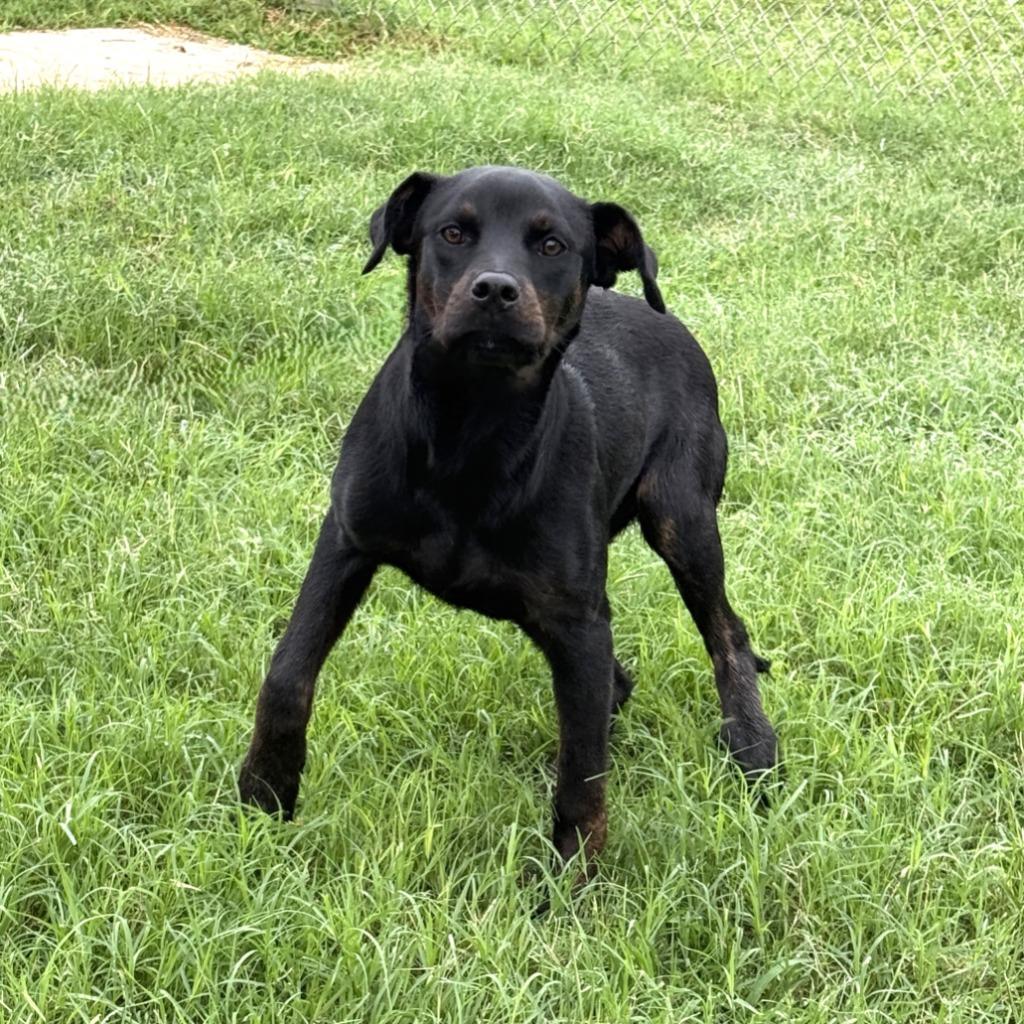 Enlarge Connie, a Adoptable mixed breed in Brenham, TX image 2/6