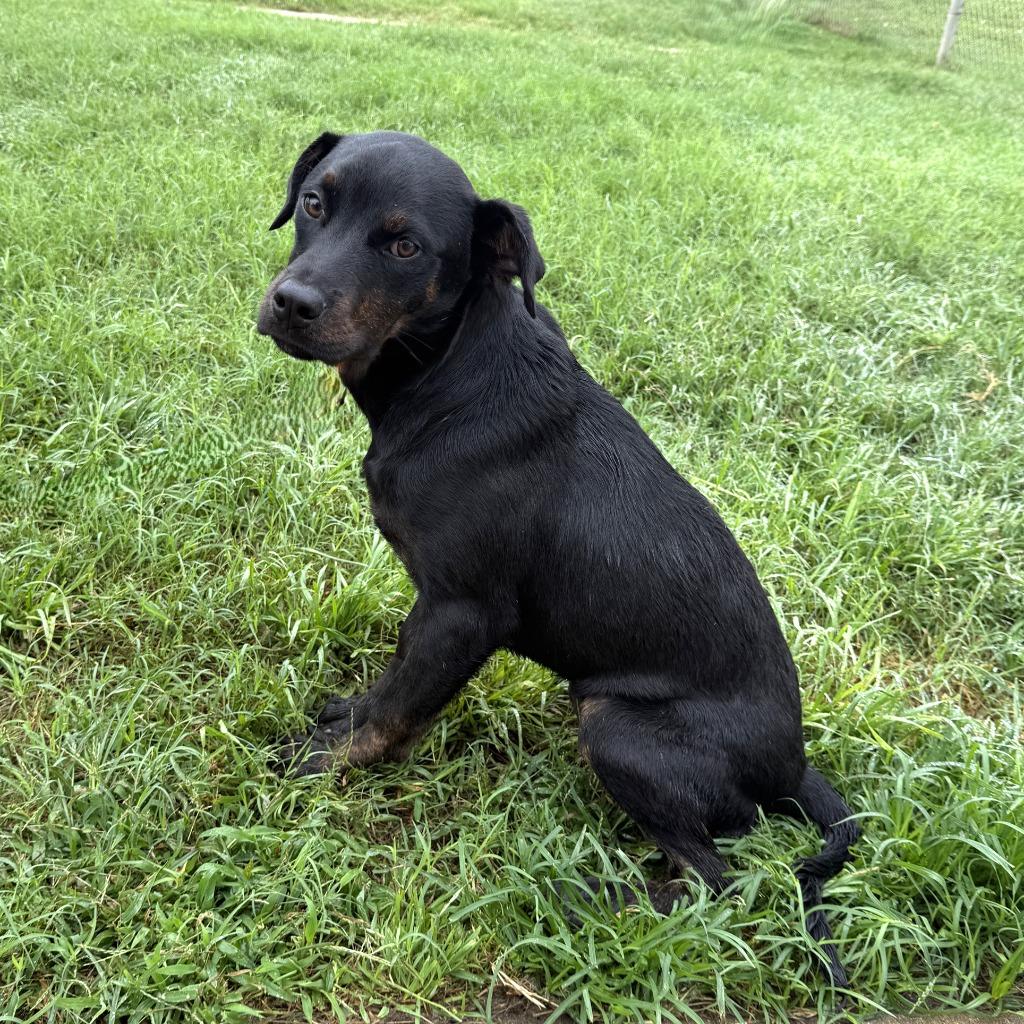 Enlarge Connie, a Adoptable mixed breed in Brenham, TX image 3/6