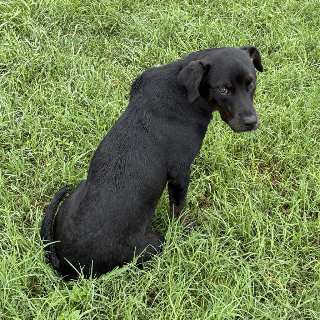 Enlarge Connie, a Adoptable mixed breed in Brenham, TX image 4/6