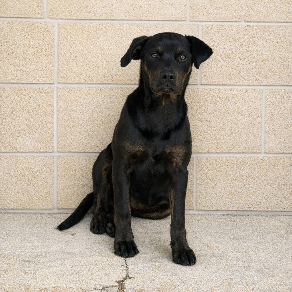 Enlarge Connie, a Adoptable mixed breed in Brenham, TX image 3/4