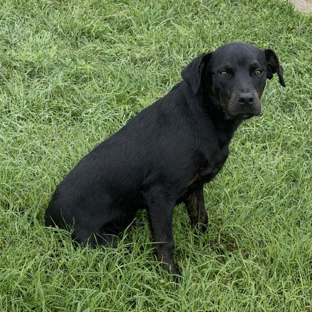Enlarge Connie, a Adoptable mixed breed in Brenham, TX image 5/6