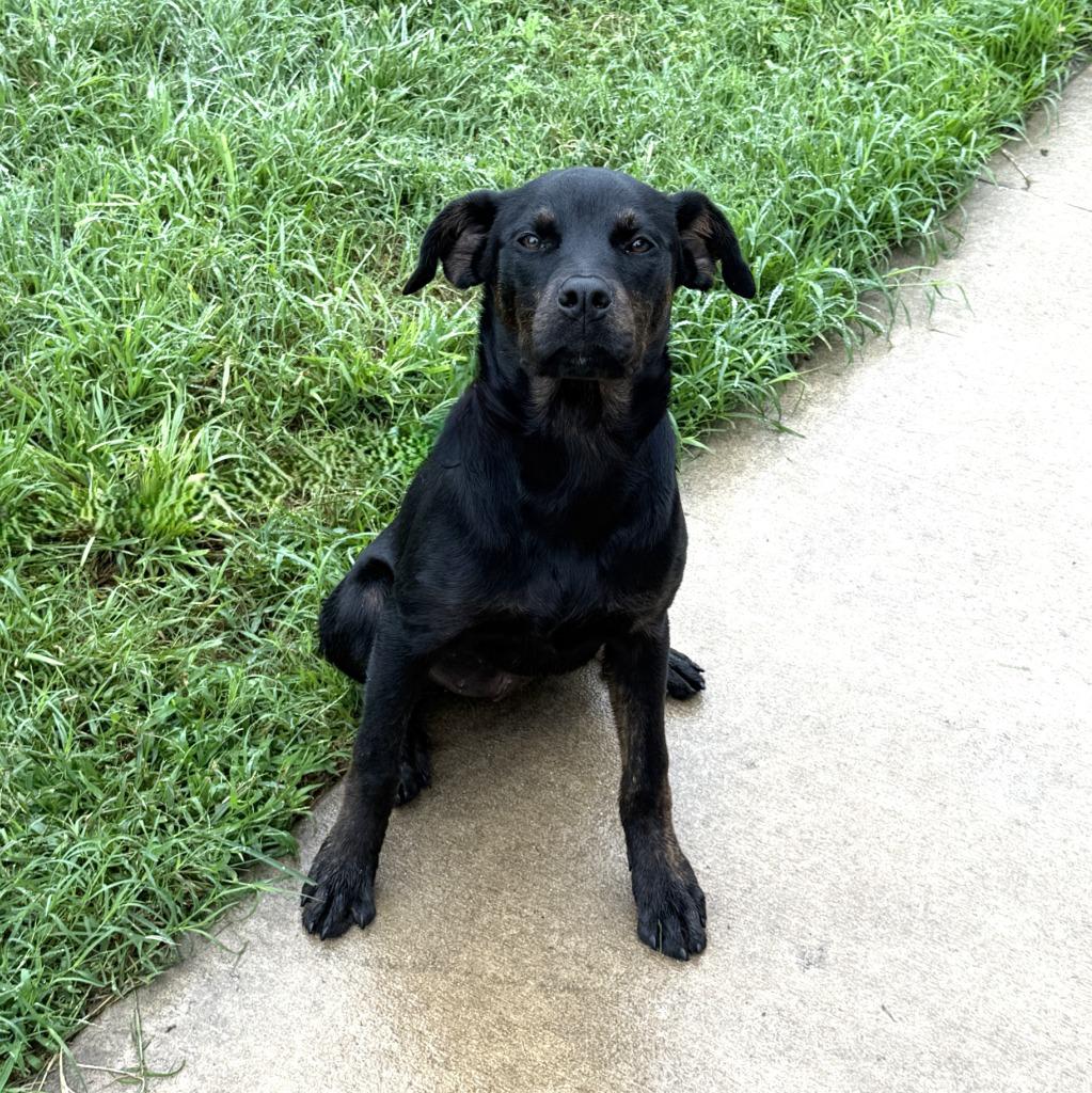 Enlarge Connie, a Adoptable mixed breed in Brenham, TX image 6/6