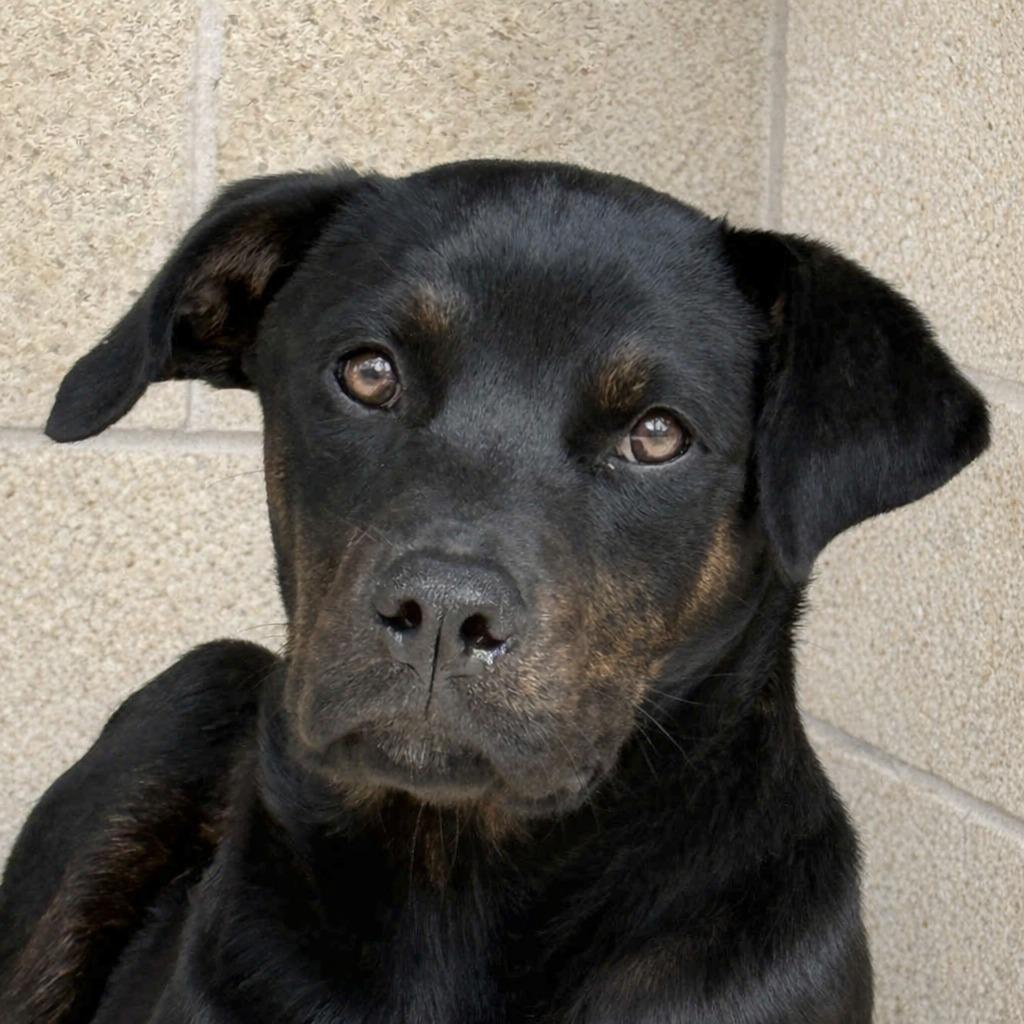Connie, Adoptable, Puppy Female Labrador Retriever & Shepherd.